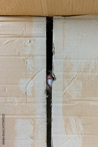 White kittens pink nose peeking out of a cardboard box. photo