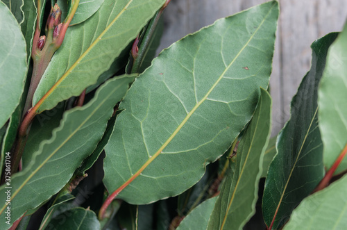 Bay laurel leaves photo