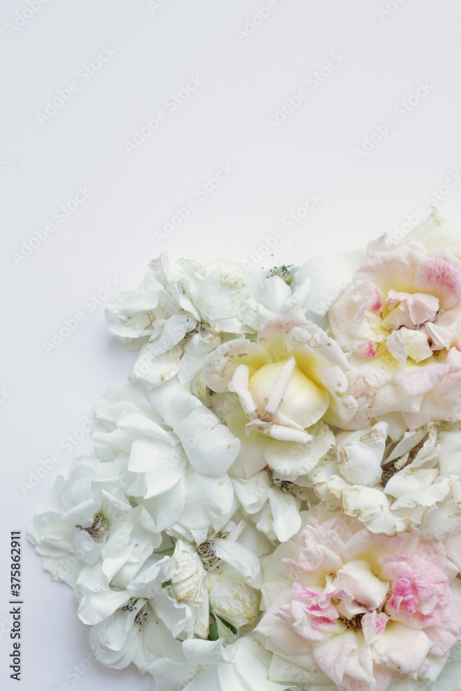 Fresh Flower photo flat lay, fresh roses background, fashion image Fresh Flower photo flat lay, fresh roses background, fashion image