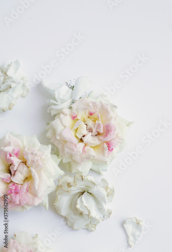 Fototapeta Naklejka Na Ścianę i Meble -  Fresh Flower photo flat lay, fresh roses background, fashion image