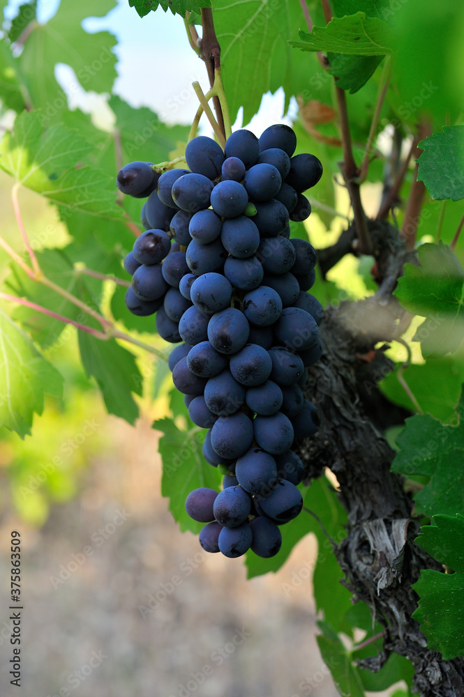 
grape , Vineyard Senirkent Isparta