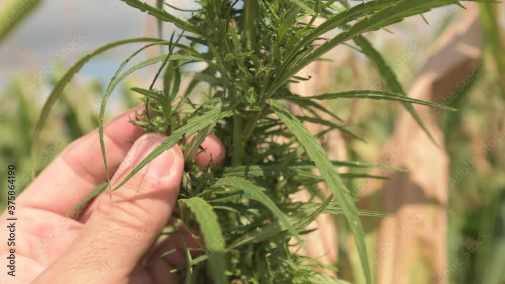 Agronomist examining industrial hemp plant flower Agronomist examining industrial hemp plant flower