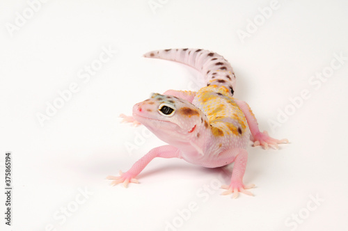 Leopard gecko / Leopardgecko (Eublepharis macularius) - white yellow photo