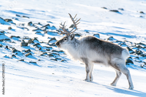 Reindeer on a Svalbard in winter fur, Spizbergen, Arctic Ocean