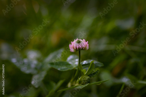 Pink wild clover flower on green background © Yuliya