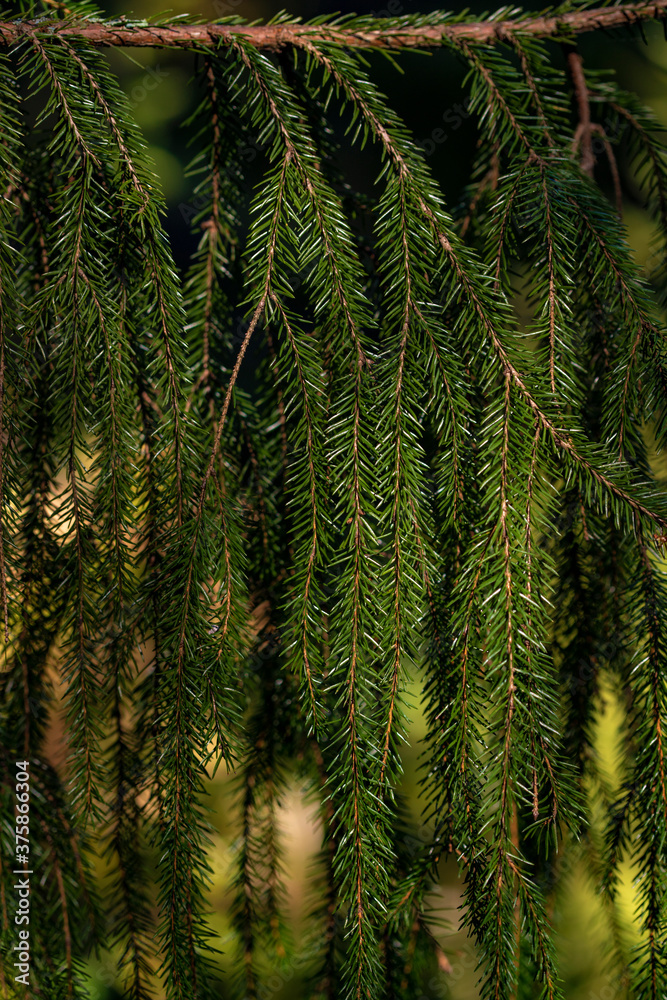 Texture of green branches of spruce