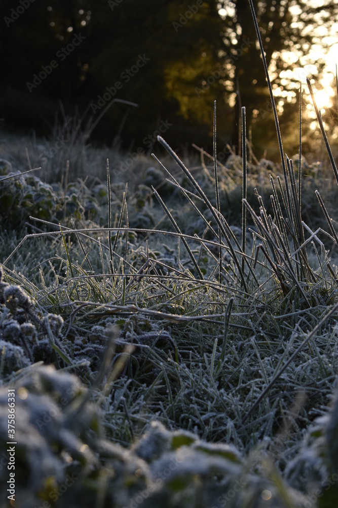 frosted green reeds at warm sunrise, Ireland frosted green reeds at warm sunrise, Ireland