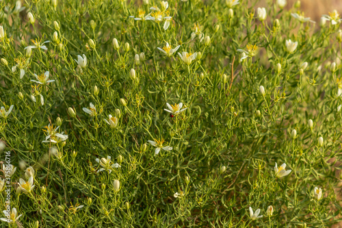 bunch of  harmel or wild rue flowers