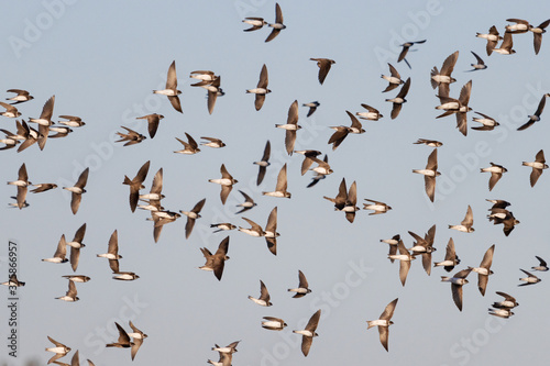 flock of birds flies beautifully across the sky