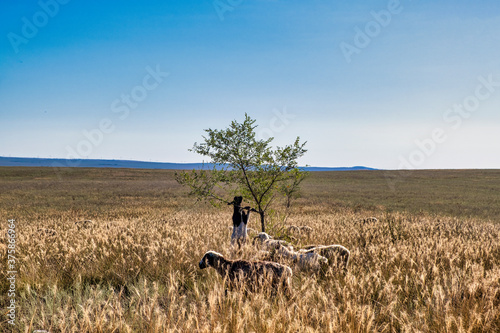 pasture and livestock