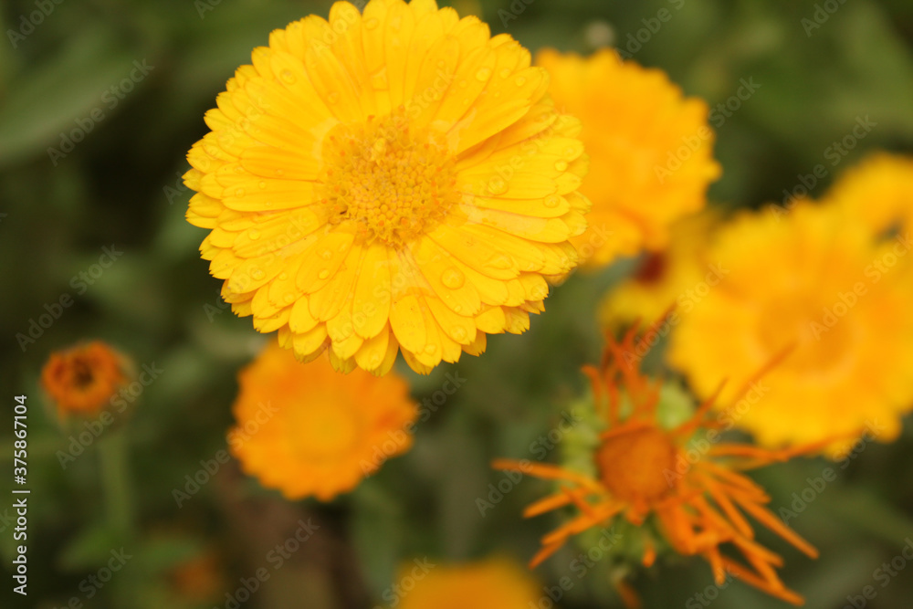 yellow flower of calendula yellow flower of calendula