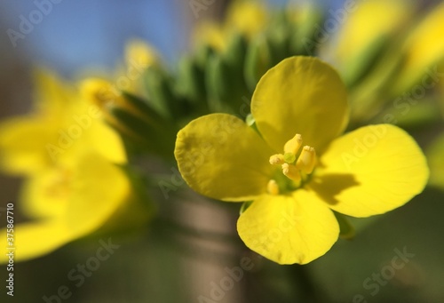 colorful flower in the spring in amsterdam the netherlands during lockdown