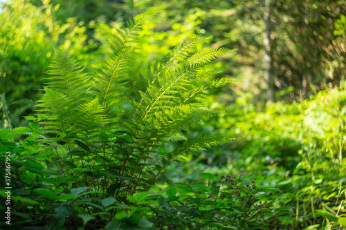  Male fern bush  Dryopteris filix-mas  in the forest with a beautiful blurred bokeh background