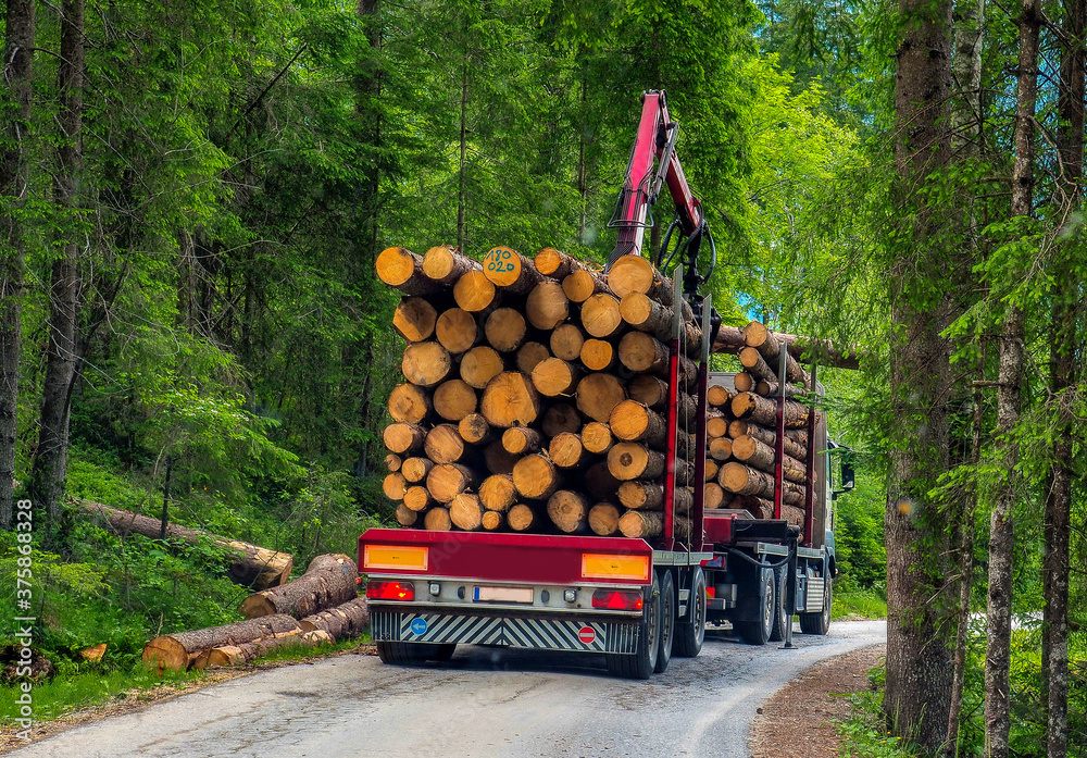 Abtransport des Holzeinschlages in den Alpen