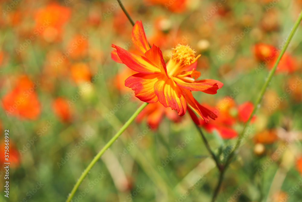 red flower cosmos red flower cosmos