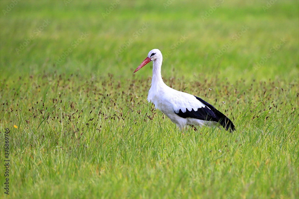 Storch in einer Wiese / Ciconia Storch in einer Wiese / Ciconia