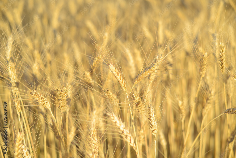 golden wheat field in summer golden wheat field in summer