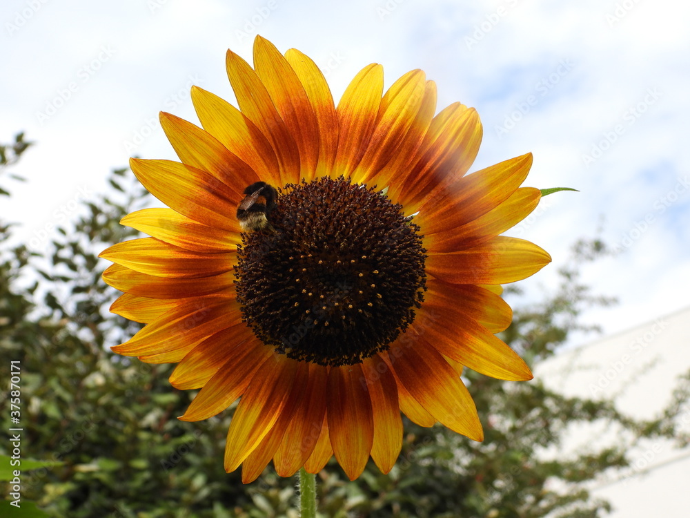 Naklejka premium tournesol