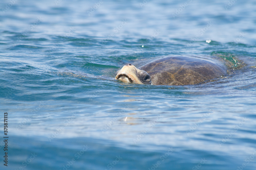 Fototapeta premium costa rica