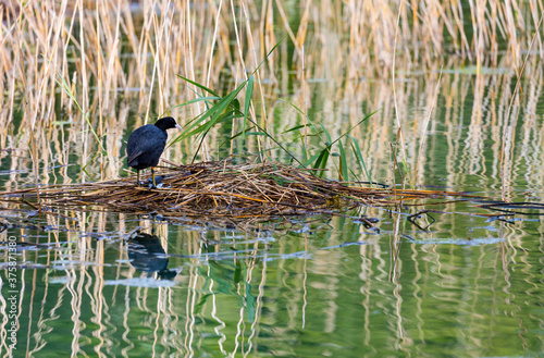 The Eurasian coot (Fulica atra), also known as coot © JUAN CARLOS MUNOZ