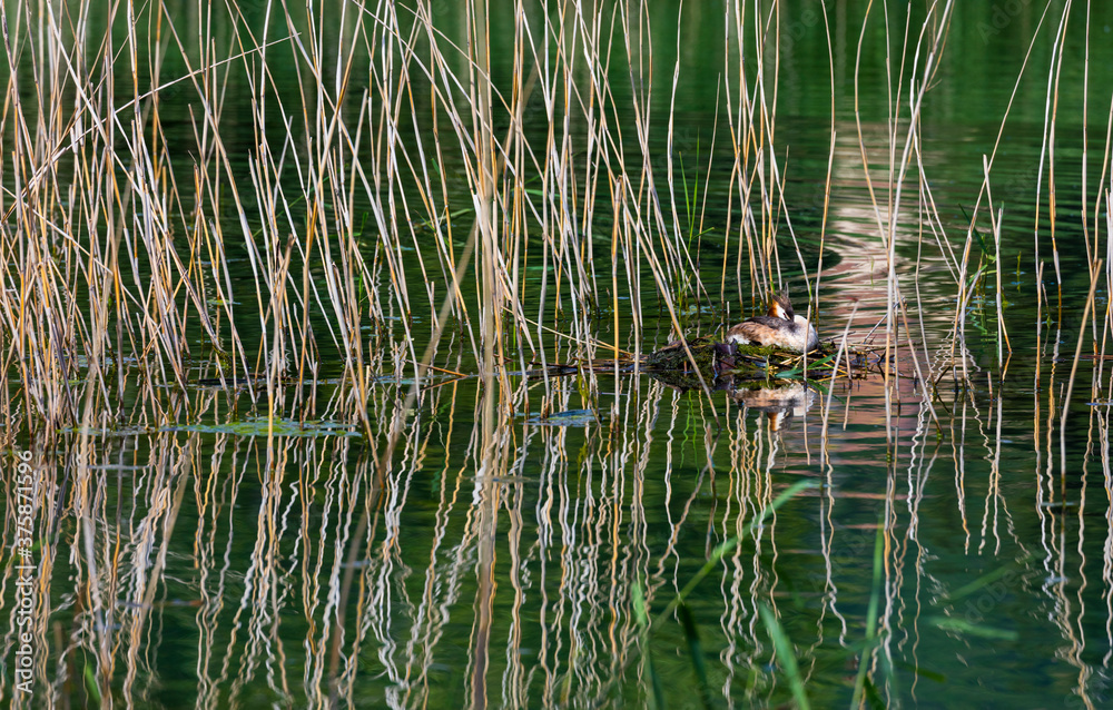Fototapeta premium Great crested grebe (Podiceps cristatus)