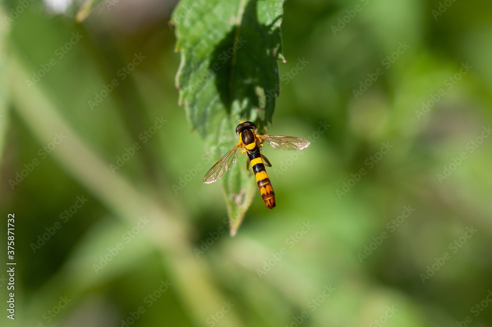 the long hoverfly (Sphaerophoria scripta)tarka darázslégy, the long hoverfly (Sphaerophoria scripta)tarka darázslégy,