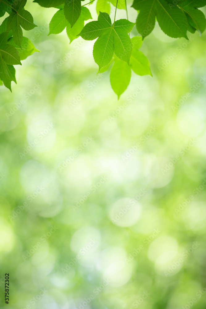 Nature of green leaf in garden at summer. Natural green leaves plants using as spring background cover page greenery environment ecology wallpaper Nature of green leaf in garden at summer. Natural green leaves plants using as spring background cover page greenery environment ecology wallpaper