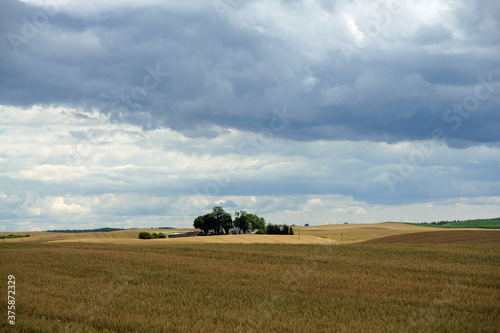 Rural landscape - little farm in the middle of wheat field. Field of gold wheat in summer sun, white clouds in blue sky.