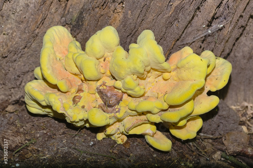 Grünlich-gelber Baumschwamm, Pilz an einem Baumstamm, Niedersachsen, Deutschland, Europa photo