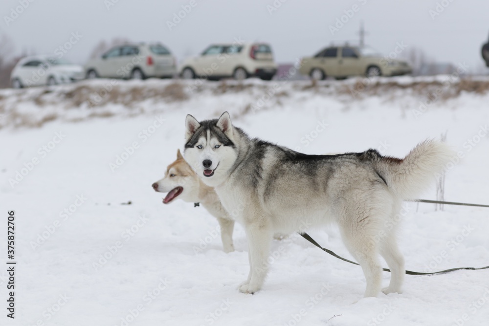 Husky dogs on a winter walk