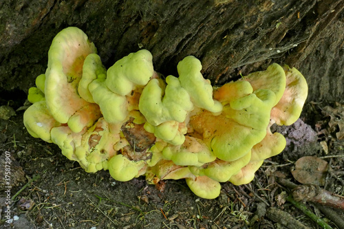 Grünlich-gelber Baumschwamm, Pilz an einem Baumstamm, Niedersachsen, Deutschland, Europa photo