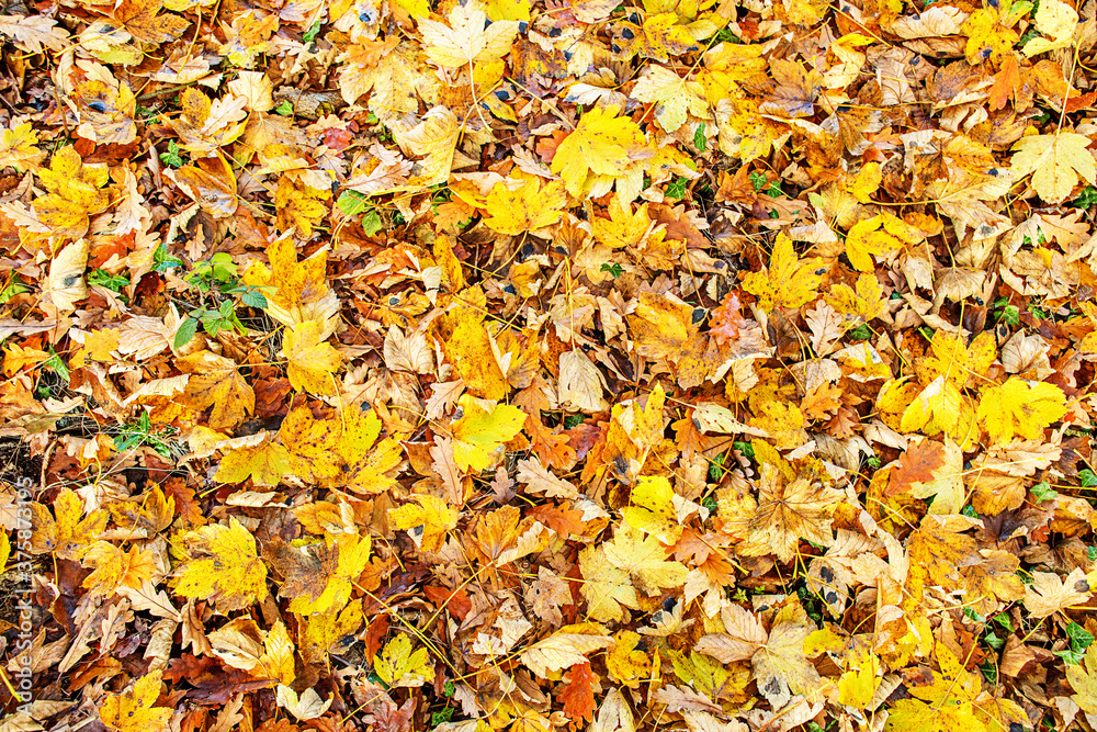 Winter Leaves Winter Leaves