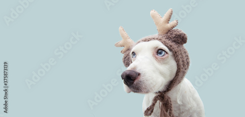 Banner puppy dog celebrating christmas with a reindeer antlers hat looking side. Isolated on blue background.