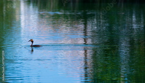 Great crested grebe (Podiceps cristatus)