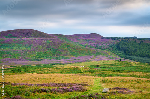 Photo Simonside Hills Ridge and Forest, popular with walkers the Simonside Hills are c