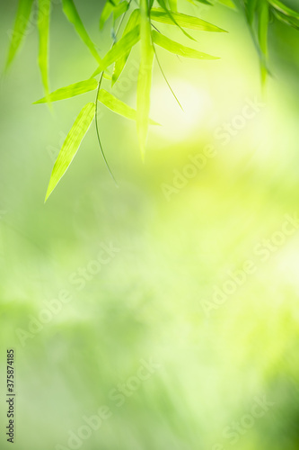 Nature of green leaf in garden at summer. Natural green leaves plants using as spring background cover page greenery environment ecology wallpaper