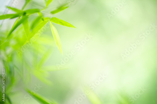 Nature of green leaf in garden at summer. Natural green leaves plants using as spring background cover page greenery environment ecology wallpaper