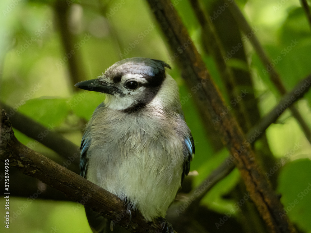 Obraz premium Bluejay looking left
