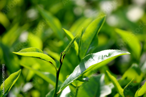 Photography Fresh green tea buds and leaves from a tea garden at India