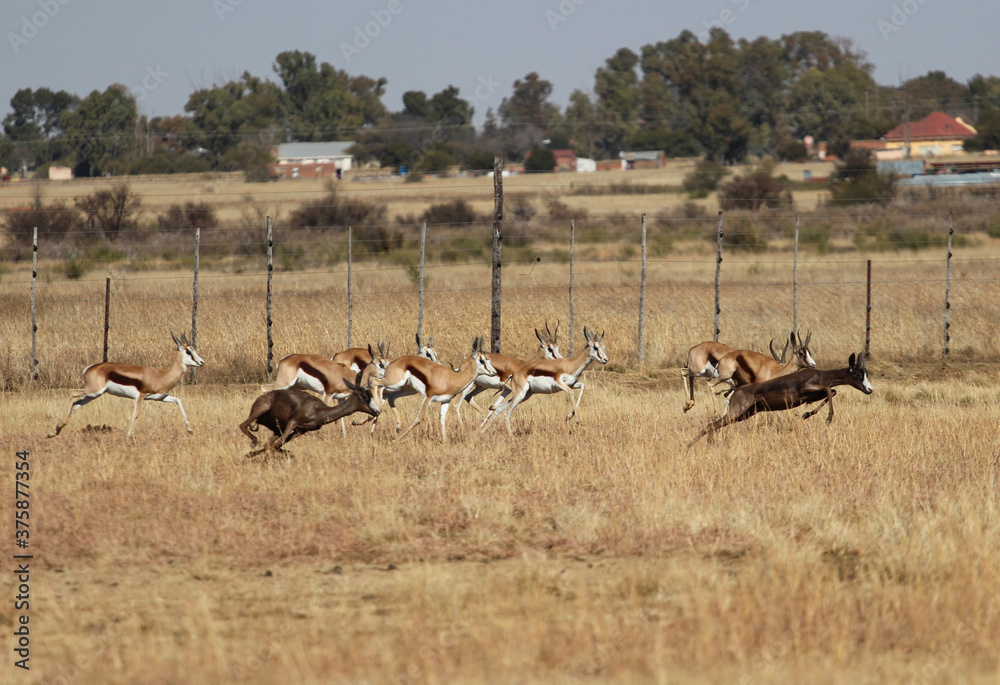 Fototapeta premium Running herd of springboks in a game farm, some of them with interesting dark colour mutation that doesn't occur in the nature