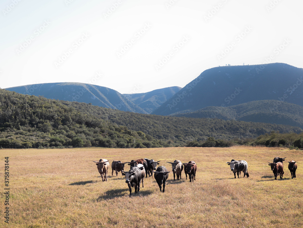 Obraz premium herd of nguni cattle