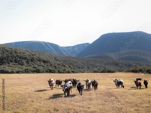 herd of nguni cattle © Pierre Gerber