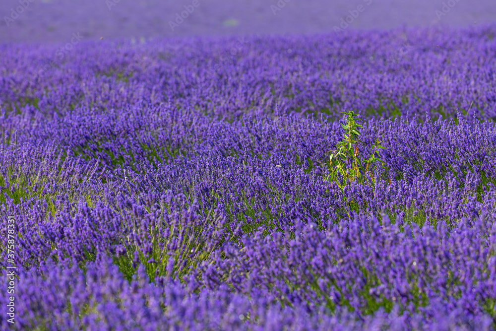 Obraz premium Lavender (lavandin) fields, Valensole Plateau, Alpes Haute Provence, France, Europe