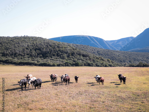 nguni cattle in a pasture grazing © Pierre Gerber