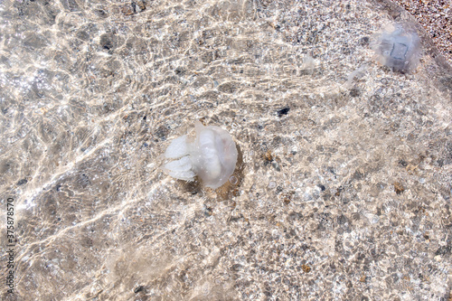 large jellyfish in the coastal waters of the sea on the beach