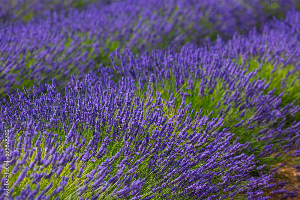 Obraz premium Lavender (lavandin) fields, Valensole Plateau, Alpes Haute Provence, France, Europe