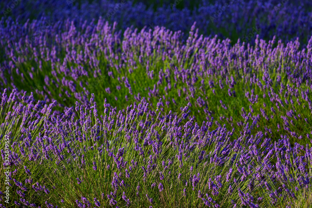 Naklejka premium Lavender (lavandin) fields, Valensole Plateau, Alpes Haute Provence, France, Europe
