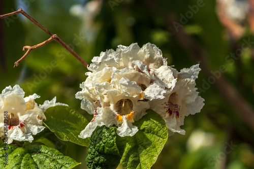closeup of white foxglove, dalmatian peach or Digitalis purpurea (binomial name)