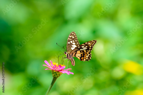 Closeup butterfly on flower (Common tiger butterfly)