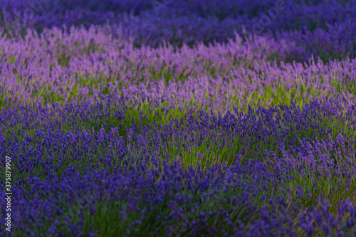 Lavender (lavandin) fields, Valensole Plateau, Alpes Haute Provence, France, Europe